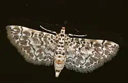 Metoeca foedalis