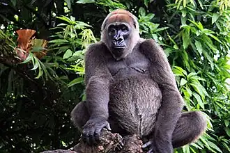 Cross River gorilla