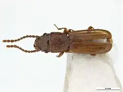 Cryptolestes klapperichi