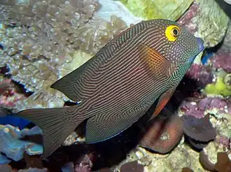 A yellow-eyed surgeon, a brown and white fish with a bright yellow eye.