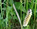Caterpillar
