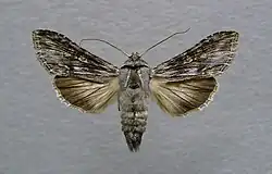 Cucullia xeranthemi