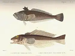Percis nicthemera