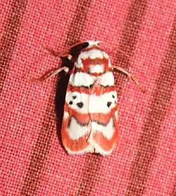 Cyana peregrina