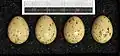 Eggs, Collection Museum Wiesbaden