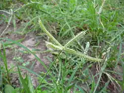 Yerba egipcia (Dactyloctenium aegyptium)