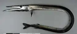 Image 70The daggertooth paralyses other mesopelagic fish when it bites them with its dagger-like teeth (from Deep-sea fish)