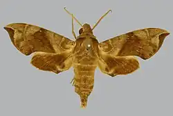 Daphnis minima male