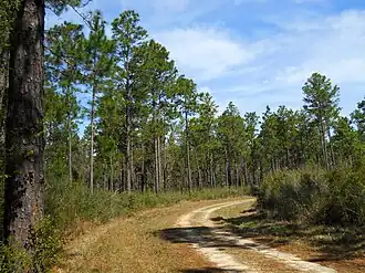Pine forest in De Soto.
