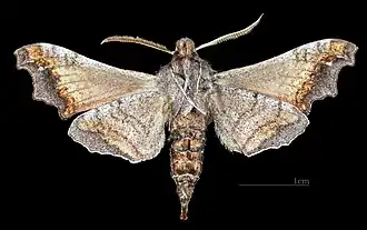 Male ventral view