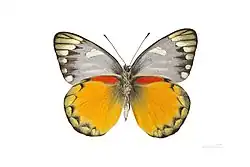 Male, ventral side