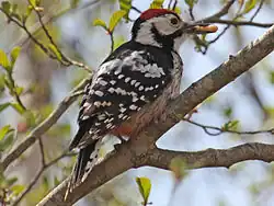 Photo of a male woodpecker