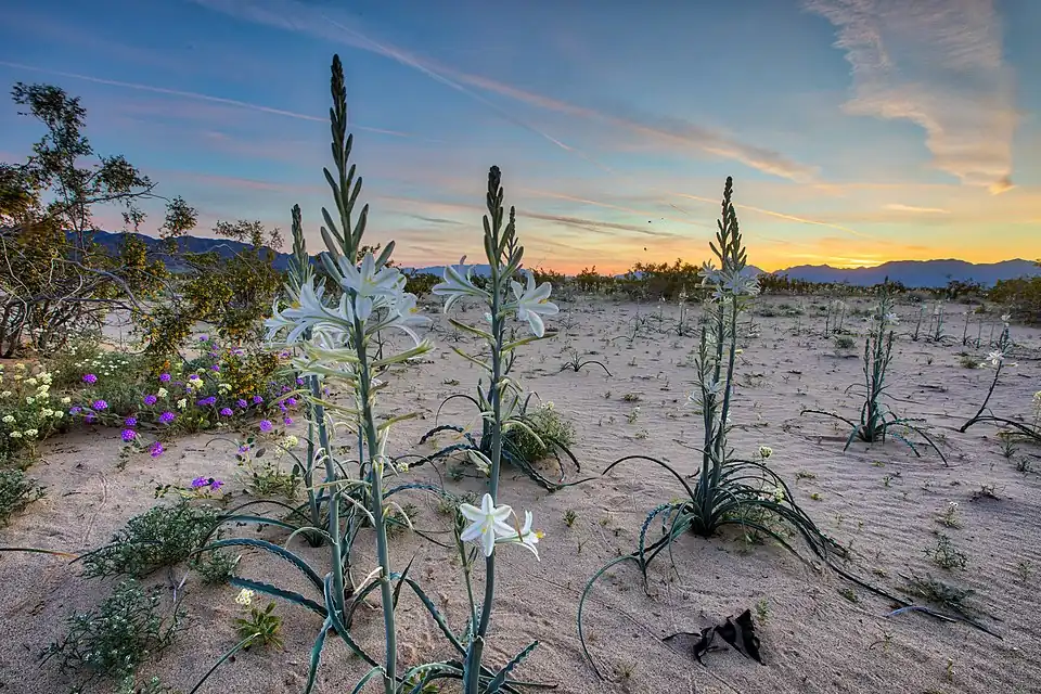 Desert Center's Desert Lily Preserve