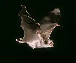 Brown bat