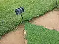 At Peradeniya Royal Botanical Garden