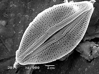 Diatoms have glass like cell walls called frustules which are made of silica.[52]