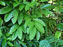 Foliage