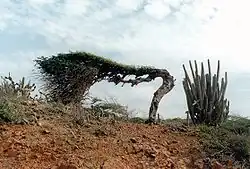 Watapana in Aruba.