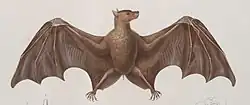 Drawing of brown bat