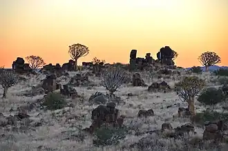 Quiver trees and Dolerite rocks near Keetmanshoop.