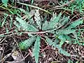 Doodia australis seen on Norfolk Island