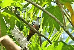 Pigeon with orange belly, white face, and green wings sitting on branch