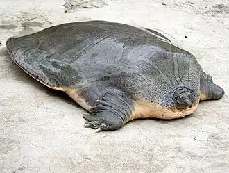 Lateral view
