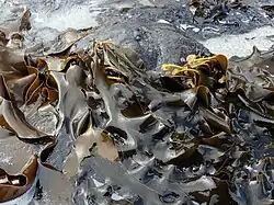 kelp at the beach