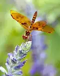 Female