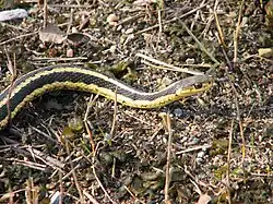 Common garter snake