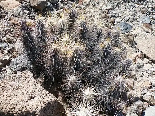 Plant growing in Pichilingue, Baja California Sur