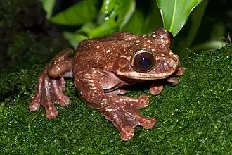Image 12 Ecnomiohyla rabborum Photograph: Brian Gratwicke Rabbs' fringe-limbed treefrog (Ecnomiohyla rabborum) is a large species of frog originally found in the forest canopies of central Panama. Only discovered in 2005, the species is thought to be extinct in the wild; only one specimen, a male at the Atlanta Botanical Garden, survives. More selected pictures