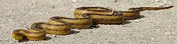 Yellow rat snake