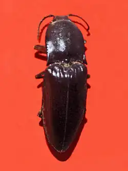 Lanelater fuscipes