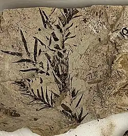 Araucarian leaves