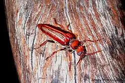 Eletica testacea
