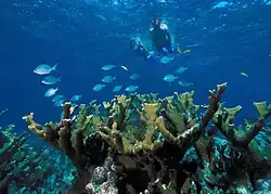 Underwater view of snorkelers, fish and coral