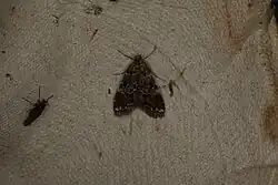 Elophila responsalis