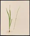 Tofieldia glutinosa, Willd. (False Asphodel), June 1884