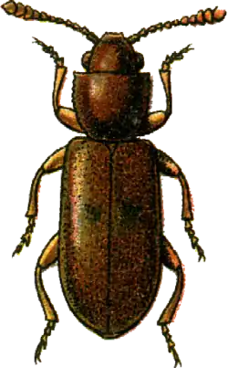 Emporius signatus