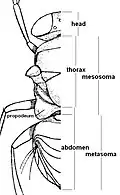 Encyrtid body showing the propodeum fused with the thorax to form the mesosoma