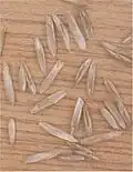 Seeds