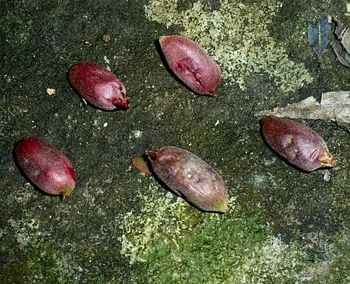 Ripe fruit