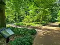 English Woodland Garden in 2023