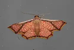 Micraeschus elataria