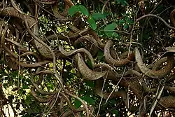 Twisted stem
