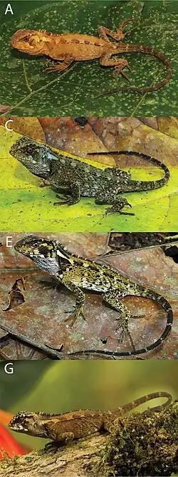 Juveniles
