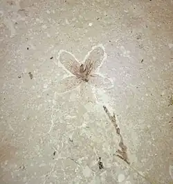 Flower, Florissant Formation, Colorado