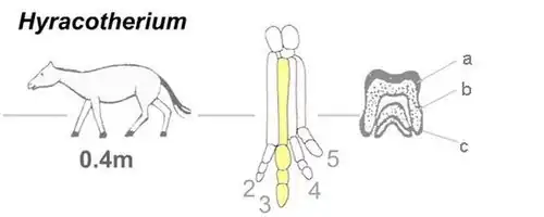 Image 15Eohippus, with left forefoot (third metacarpal colored) and tooth (a, enamel; b, dentin; c, cement) detailed (from Evolution of the horse)