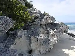 Holocene eolianite on Long Island, The Bahamas.